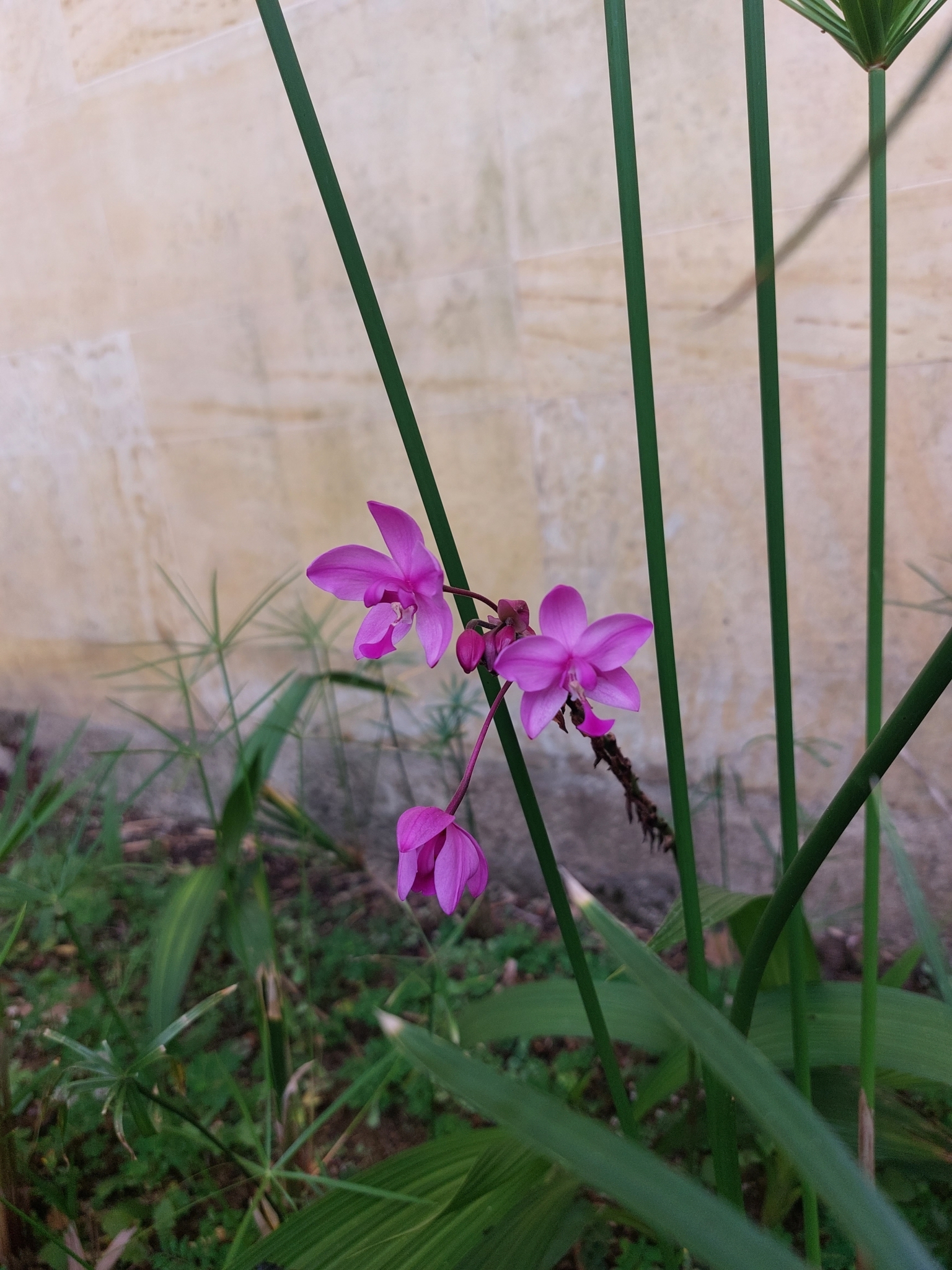 Imagem de Orquídea-bambu