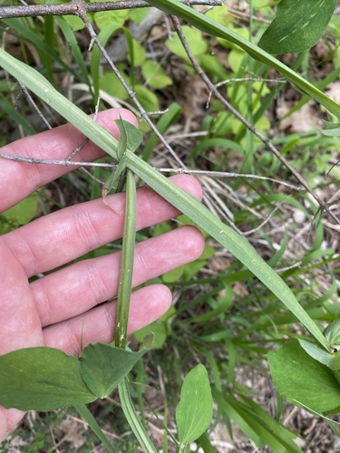 Lathyrus miniatus, photograph 5
