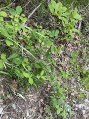 Lathyrus miniatus, photograph Илья Руденко, CC BY, iNaturalist via GBIF