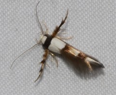 Stathmopoda pantarches