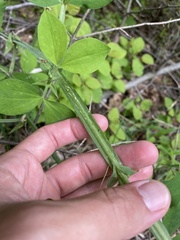 Lathyrus miniatus, photograph Илья Руденко, CC BY, iNaturalist via GBIF