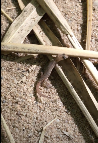 Coleodactylus elizae