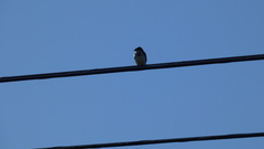 Tachycineta bicolor image