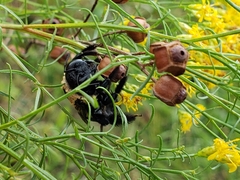 Xylocopa virginica image