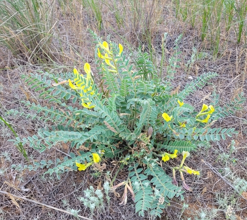 Astragalus longipetalus