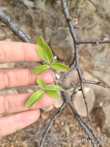 Commiphora tenuipetiolata