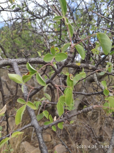 Commiphora tenuipetiolata