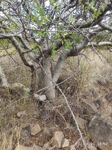 Commiphora tenuipetiolata