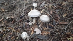 Clitocybe glacialis
