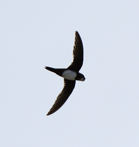 Alpine Swift