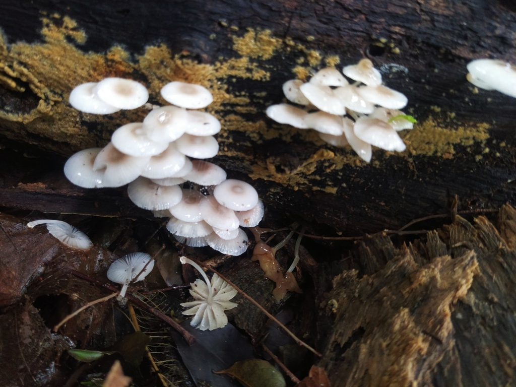 Mycena margarita