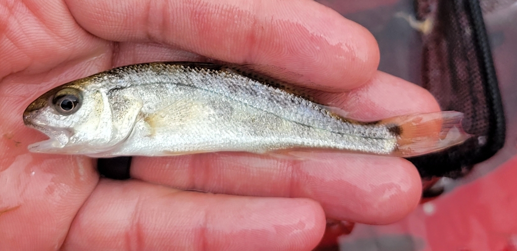 Red drum (Sciaenops ocellatus) — Sciaenidae