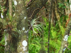 Tillandsia fasciculata