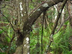 Tillandsia fasciculata
