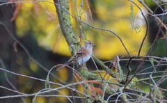 Fringilla montifringilla
