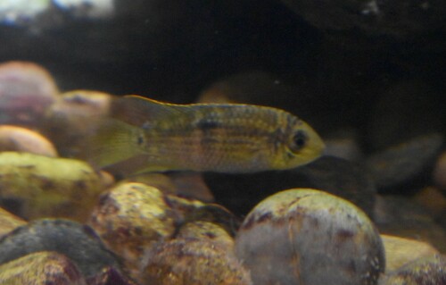 Meta cichlid (Aequidens metae) — Cichlidae