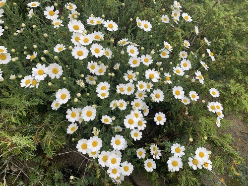 Sea Chamomile