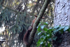 Sciurus vulgaris