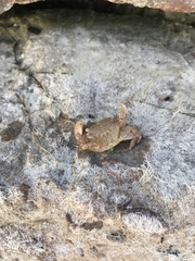 Pachygrapsus gracilis