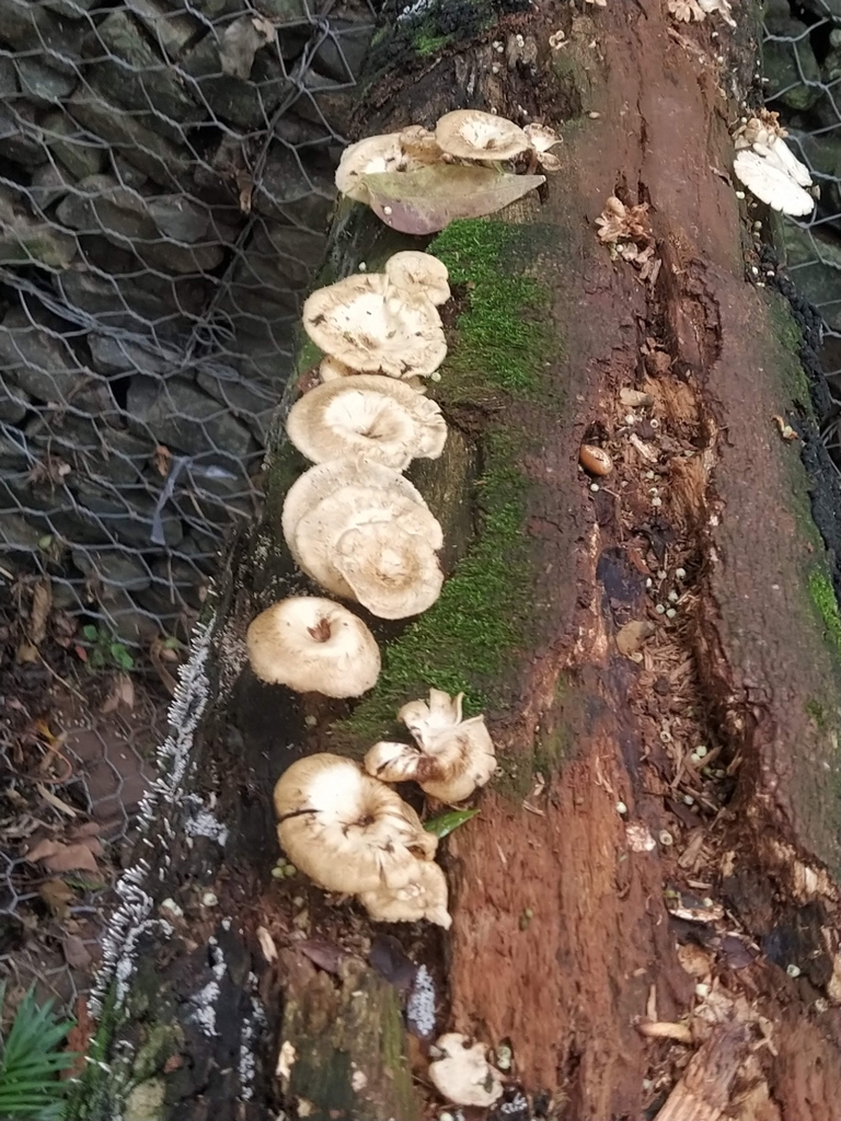 Lentinus crinitus · October 2021 · photo: © lucasmantelo (iNaturalist, cc-by)