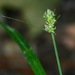 Oval-headed Sedge - Photo (c) Michael J. Papay, some rights reserved (CC BY), uploaded by Michael J. Papay