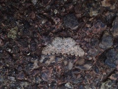 Colocleora proximaria