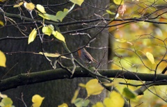 Erithacus rubecula