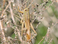 Schistocerca alutacea