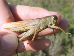 Schistocerca alutacea