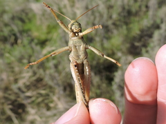 Schistocerca alutacea