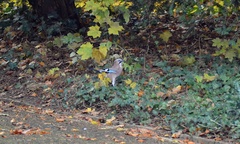 Garrulus glandarius