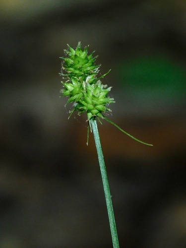 oval-leaf sedge (Carex cephalophora)