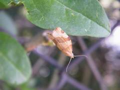 Pandemis cinnamomeana