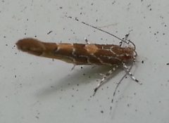 Pyroderces apparitella