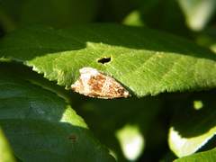 Olethreutes umbrosana