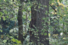 Sciurus vulgaris