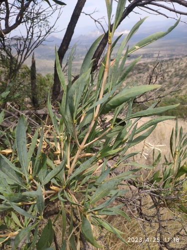 Sekhukhune Bride's Bush (Pavetta glaucophylla)
