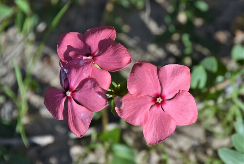 Catharanthus ovalis