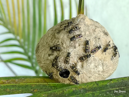 Polybia plebeja
