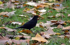 Turdus merula