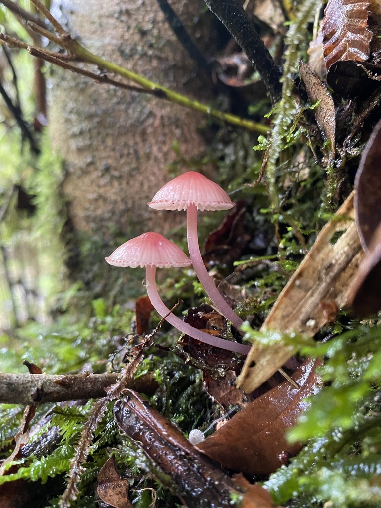 Mycena haematopus · April 2023 · photo: © felipejarafer (iNaturalist, cc-by)