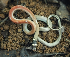 Sibynophis subpunctatus