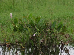 Pontederia sagittata