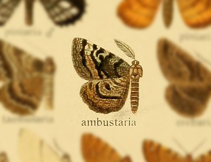 Selidosema ambustaria