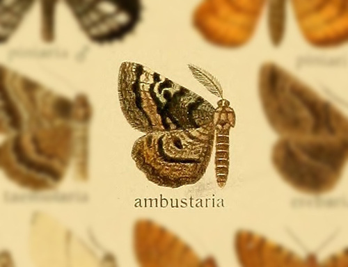 Selidosema ambustaria