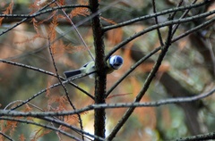 Cyanistes caeruleus