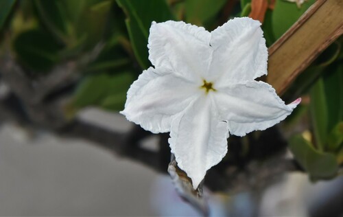 Mascarenhasia lisianthiflora