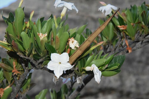 Mascarenhasia lisianthiflora image