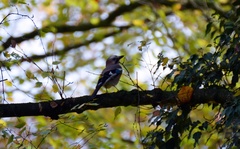 Garrulus glandarius