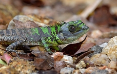 Calotes pethiyagodai